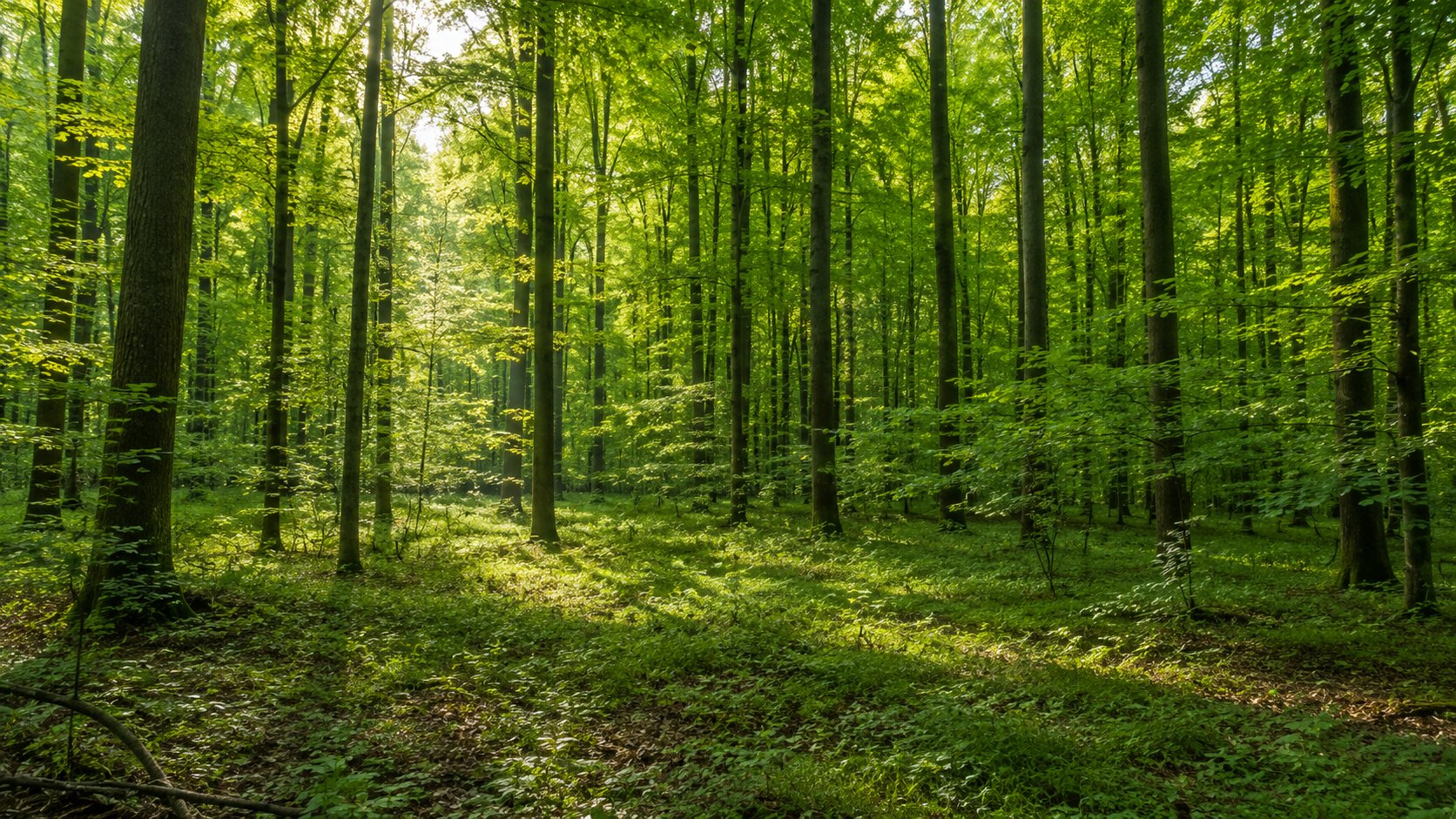 Team laufen-fitness | Bild von Wald mit Licht das durch die Bäume scheint